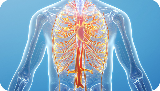 心脑血管水平检测